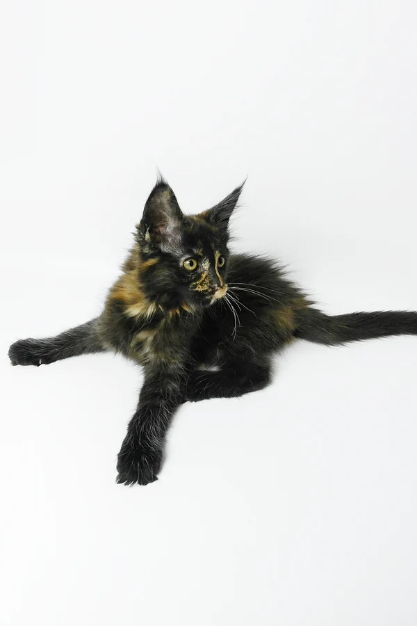 Hi, my name is Bastet
