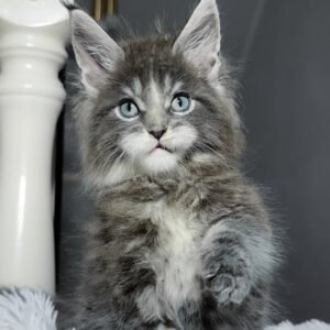 Hi, I'm Cody
