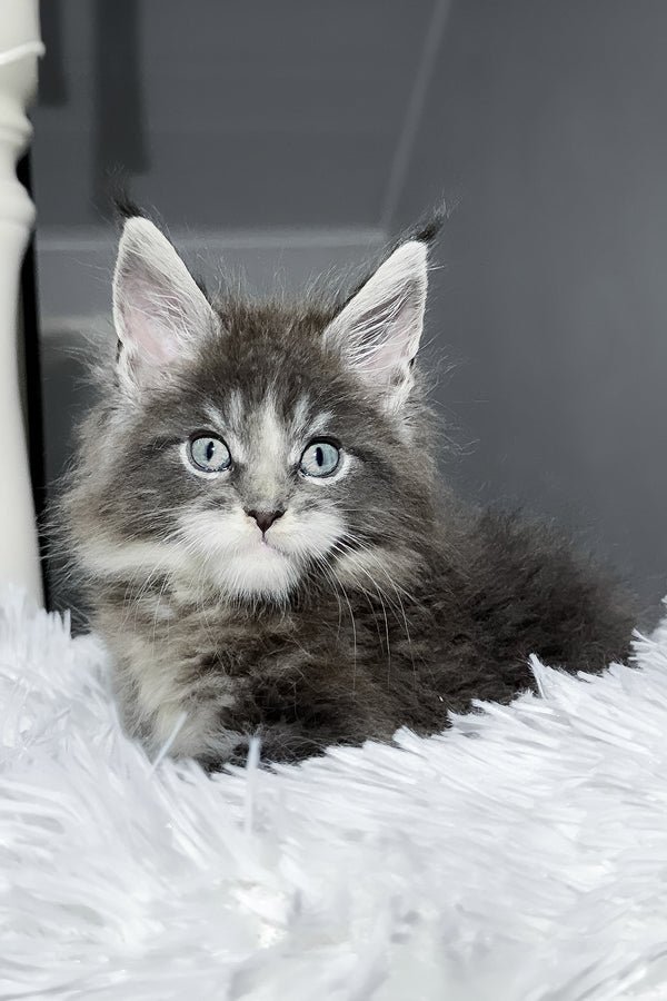 Hi, I'm Cody - Image 4