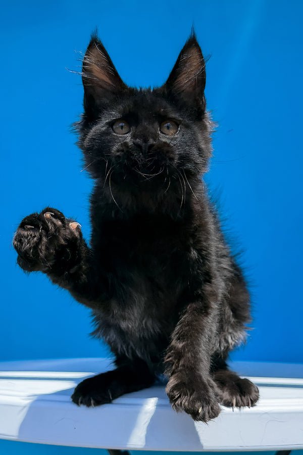 πΎ Meet Han β Your Future Gentle Giant! π€ - Image 4