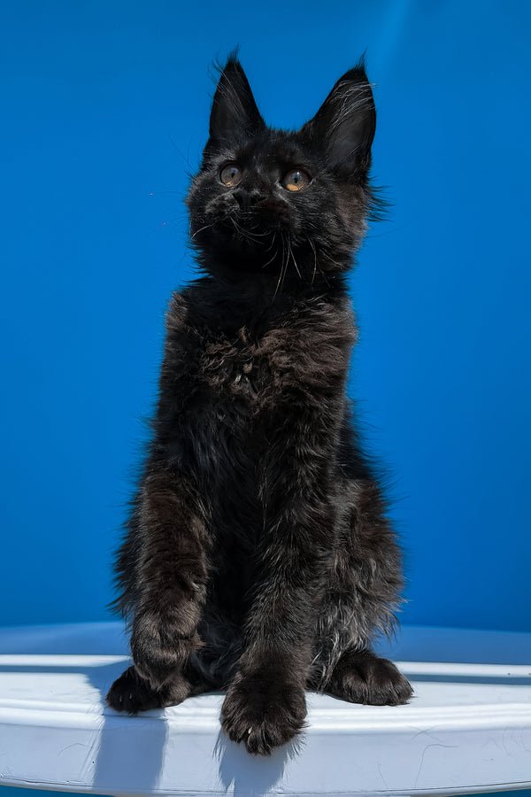 πΎ Meet Han β Your Future Gentle Giant! π€ - Image 3