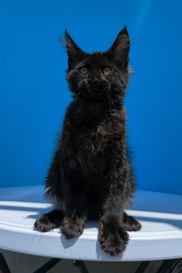 πΎ Meet Han β Your Future Gentle Giant! π€ - Image 5