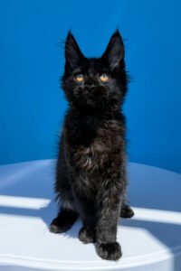 🐾 Meet Han – Your Future Gentle Giant! 🖤