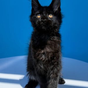 🐾 Meet Han – Your Future Gentle Giant! 🖤