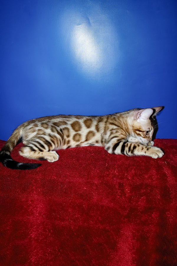 Hi, I'm Izabella - Image 3
