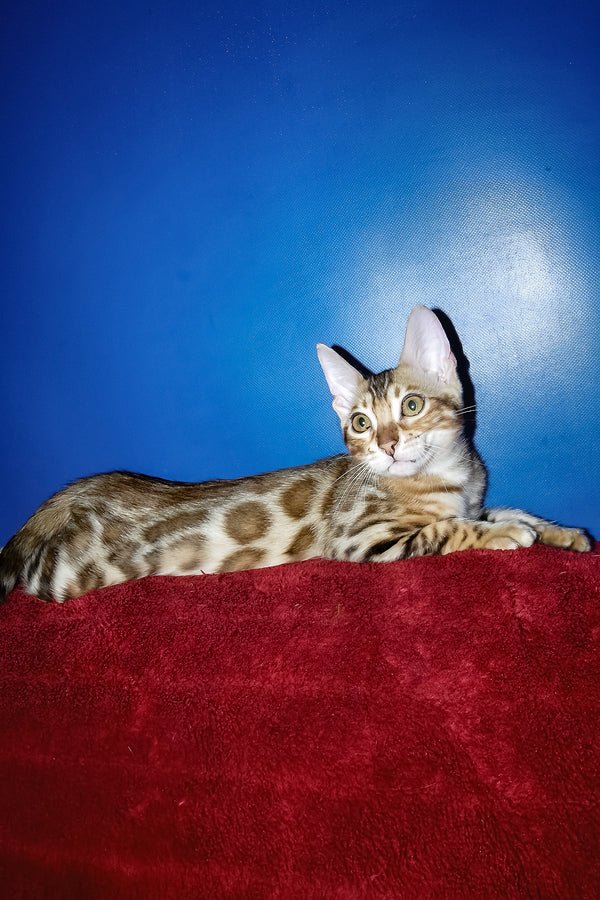 Hi, I'm Izabella - Image 4