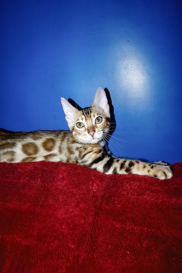 Hi, I'm Izabella - Image 2
