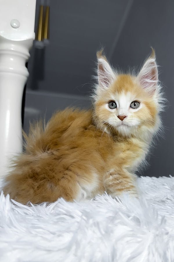 🐾 CHEESY — MAINE COON BOY 💚 - Image 3
