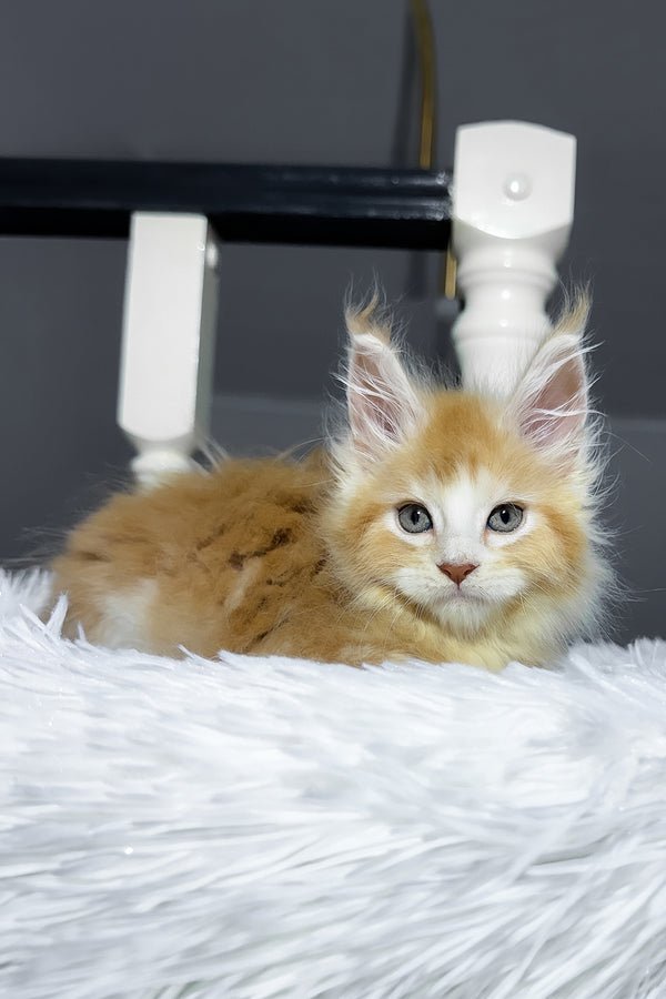 🐾 CHEESY — MAINE COON BOY 💚 - Image 4